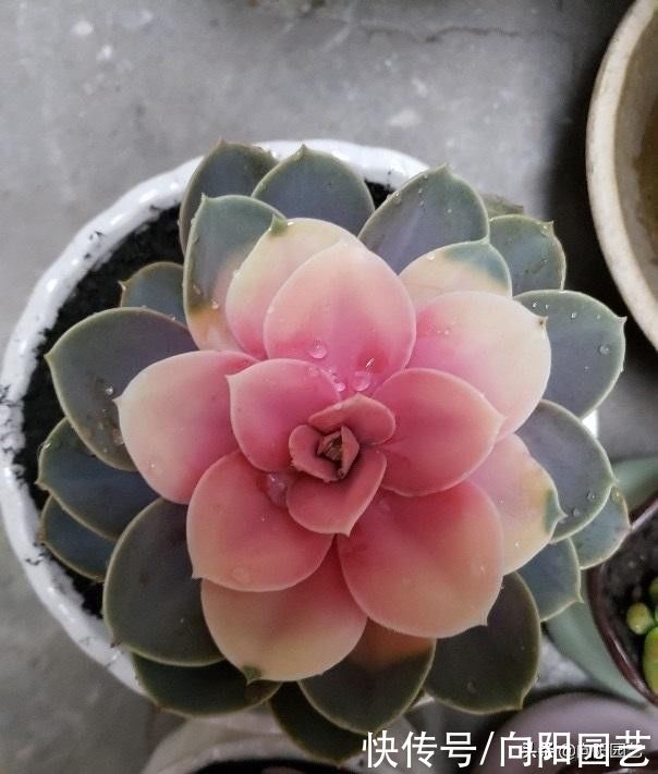 3大类多肉不好养，一定要分清楚，不要去买它们，徒有其表