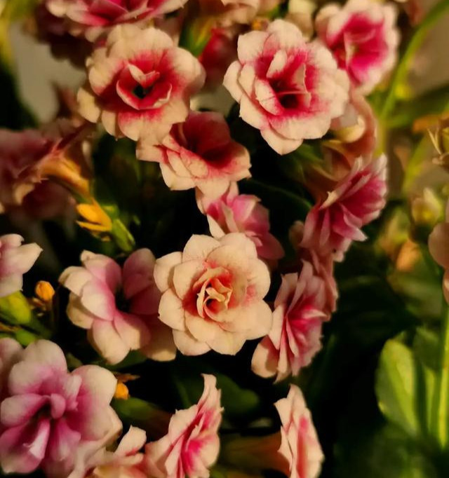 花色|75个长寿花品种，一个比一个美，一起来认识一下吧！