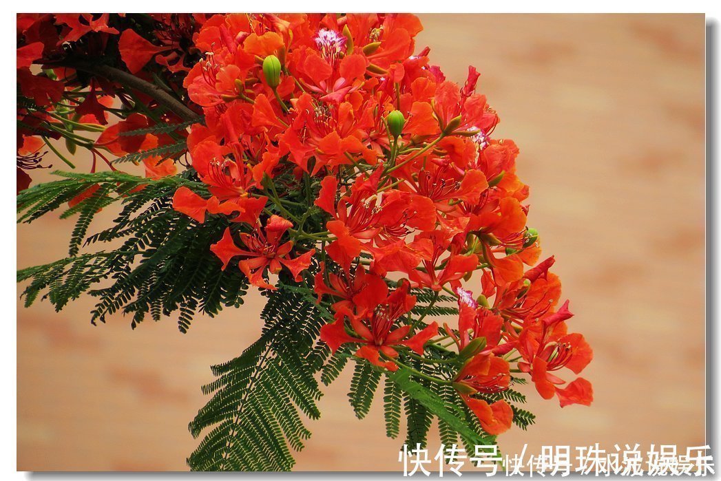 思念|此花是红色的离别和思念,是夏日的悲伤,却是很美的花