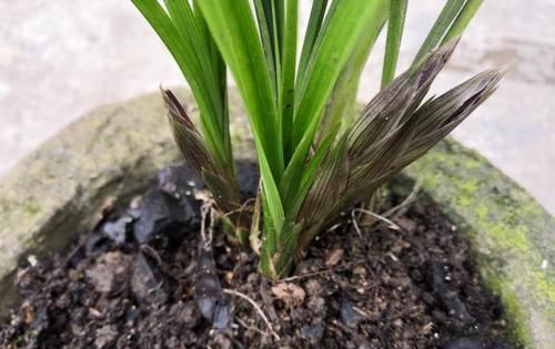 透气性|老花农养兰花,只用1种植料,易生根好栽种浇水方便