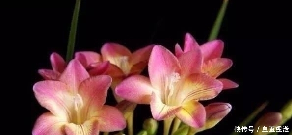 茶花|这3种花,比香水好闻,比桂花还香,家中放一盆,能薰一室香