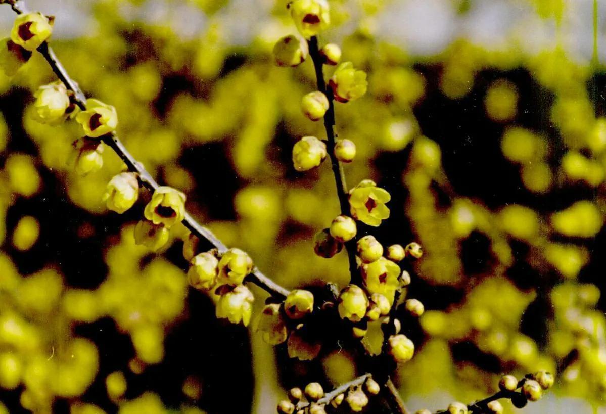 腊梅花叶子发黄干枯,和4点有关,做好后叶绿苗壮开花多