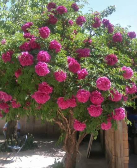 越养越金贵的“4种花”,能活上百年,老了就是“传家宝”