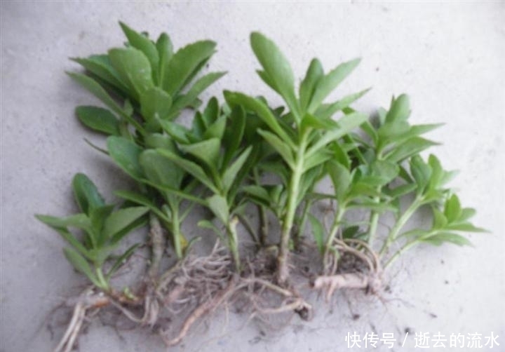 救心菜|提个醒:若在农村遇见此野菜,记得挖回来,种在阳台上,好处多多