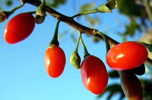 此事|肝癌信号:身体3处发黄,2处疼痛,如果你不做此事,肝脏会很健康