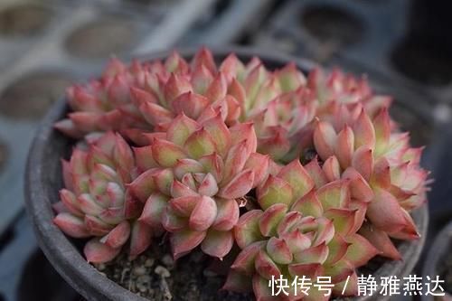 浇水|多肉植物中的爆盆之王女雏,人称小荷花,出了状态美得令人陶醉