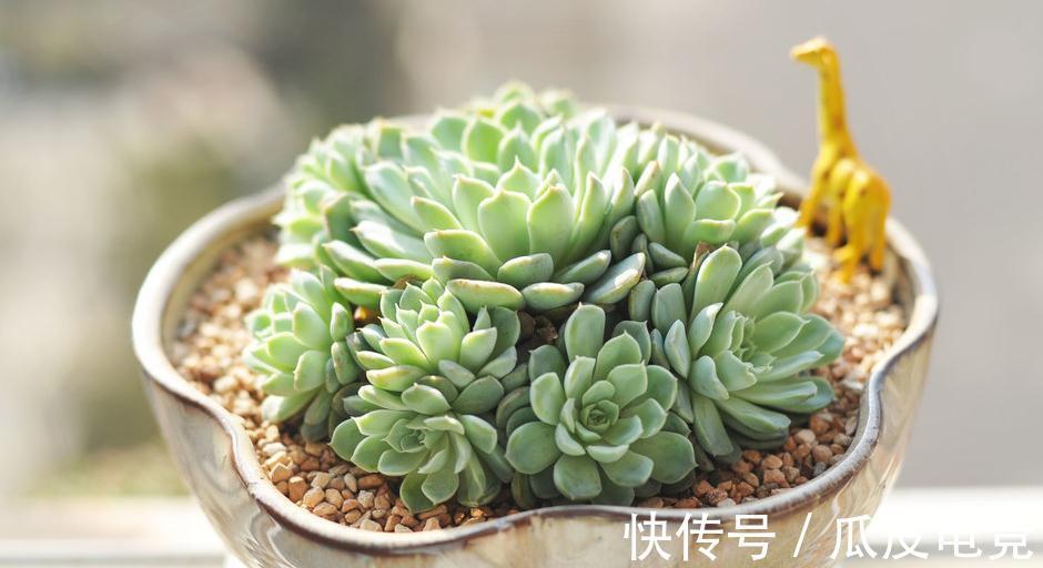 多肉植物服盆期出现气根不要怕，找准原因让多肉服盆