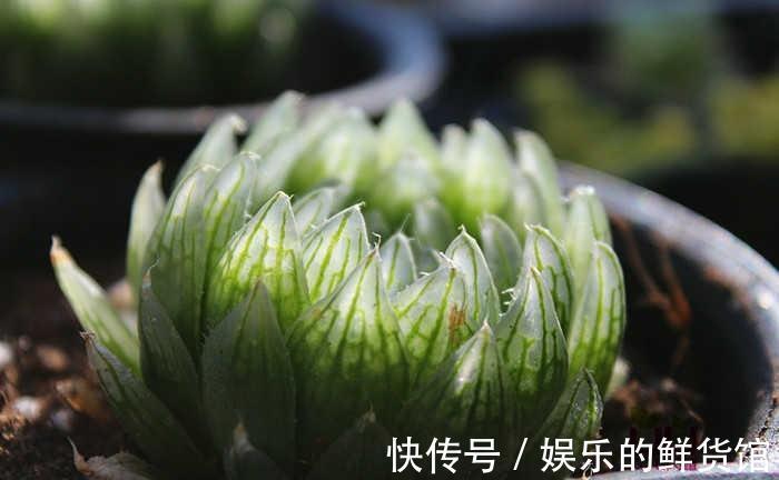 与多肉玉露的水晶之恋,不妨从养好一棵樱水晶开始