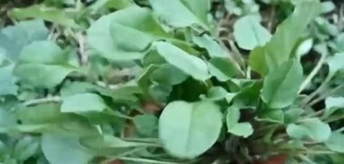 农村这野草长到家门口,农户把它当茶叶泡,城里认识的很少
