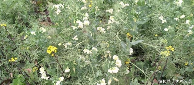 清妍豌豆开白花,用心赏悦美如画