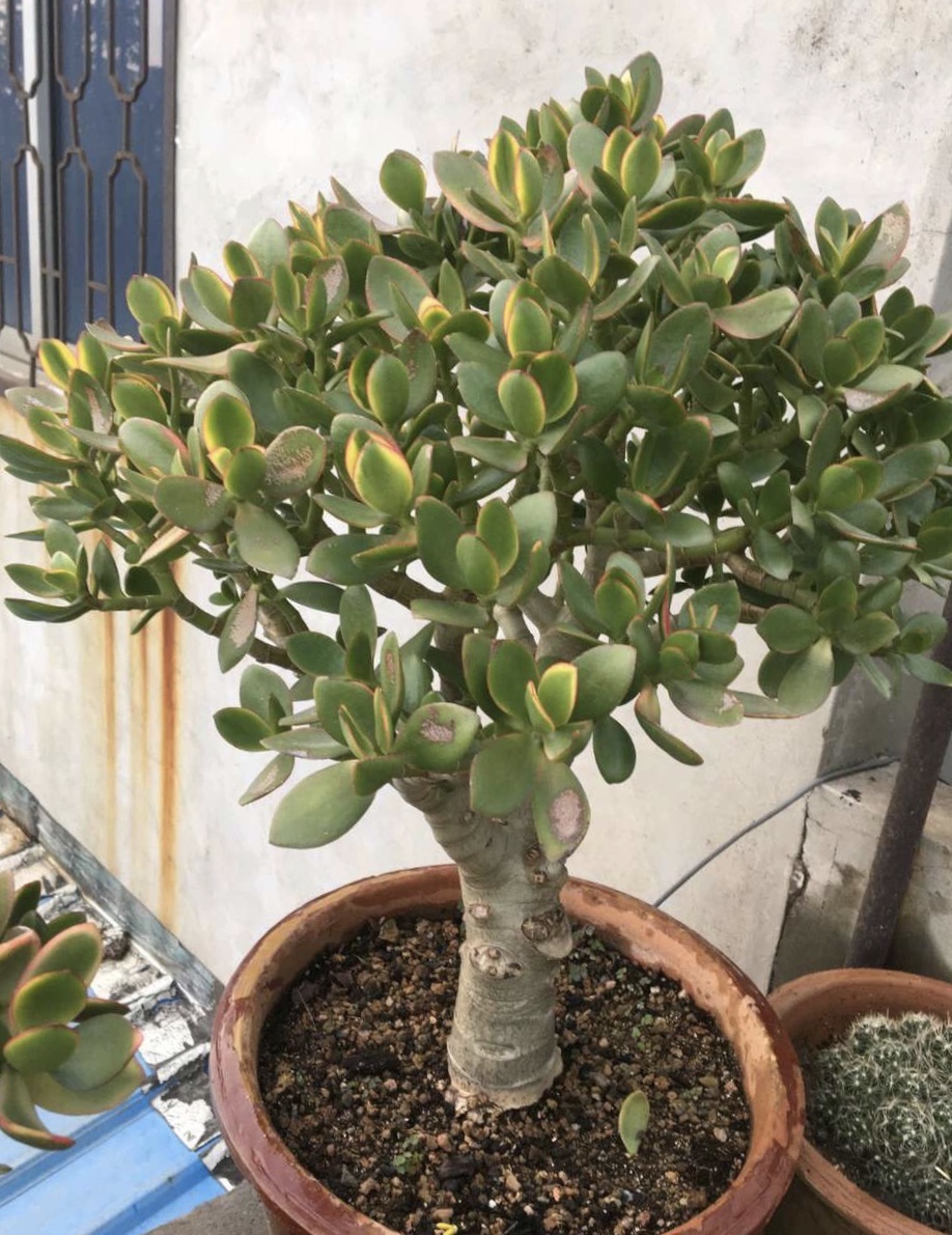 老桩|10月玉树“剪光头”,20天冒出“一堆”新芽,变成老桩超漂亮