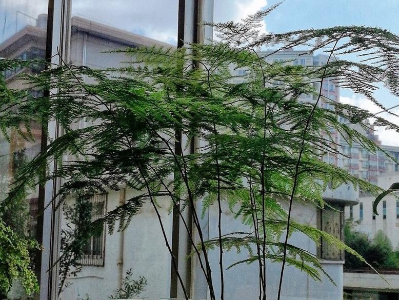 土壤|文竹这样养,人人见了问怎么养的,今天就告诉你