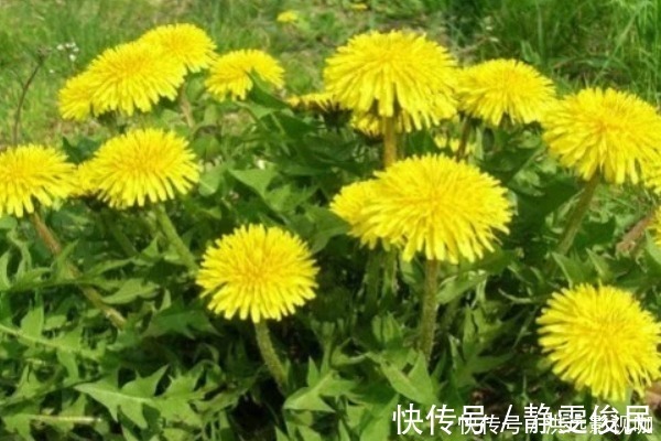 蒲公英|蒲公英的“黄金搭档”,坚持喝2个月,肝变净了,胃也舒坦了