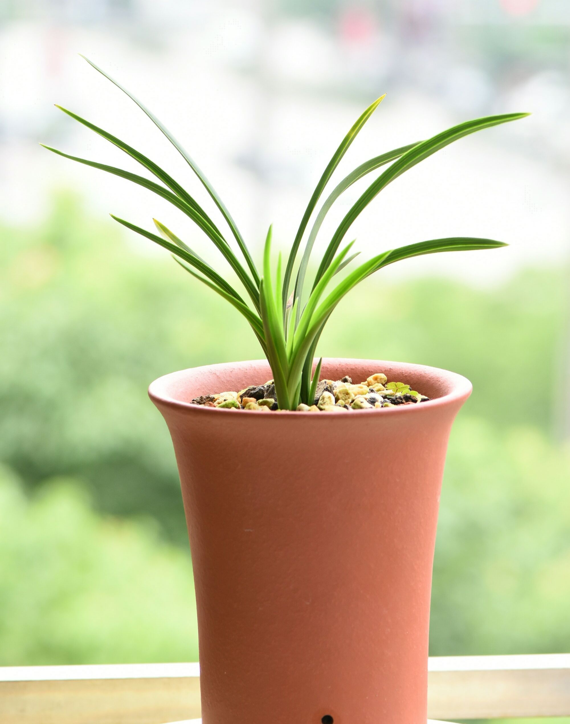 种植兰花用浅盆好还是用深盆好十年兰花老农给出了答案