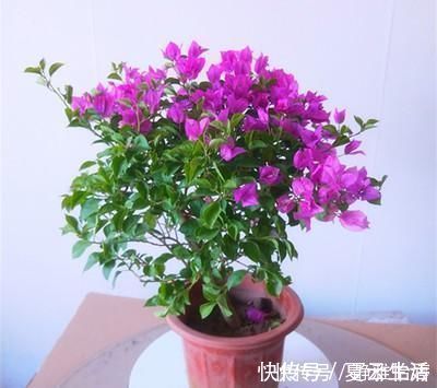 三角|三角梅花期浇水施肥有了新方法，让你的三角梅越开越鲜艳