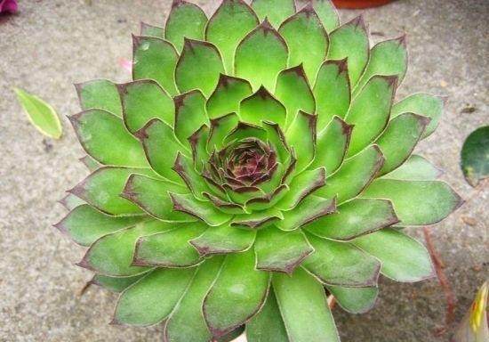 叶子|冬季养观音莲,哪些细节不能忽视?粗心大意令叶子发黑