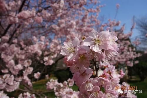 老年|花红柳绿春意闹 游人踏青赏花忙