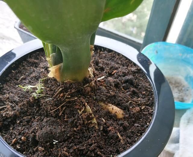 养君子兰用个窍门,不花钱也能种出十盆绿油油、开花多的君子兰