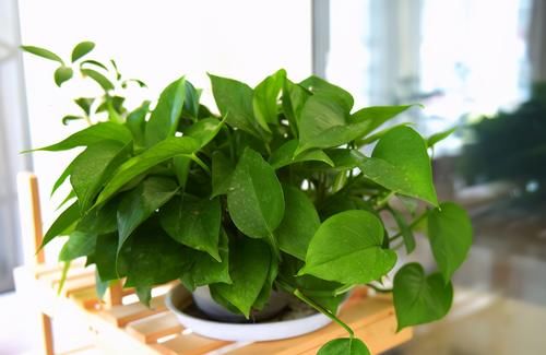 喜欢养绿植就多备些“黄豆水”，居家自制，不用多花钱、效果好