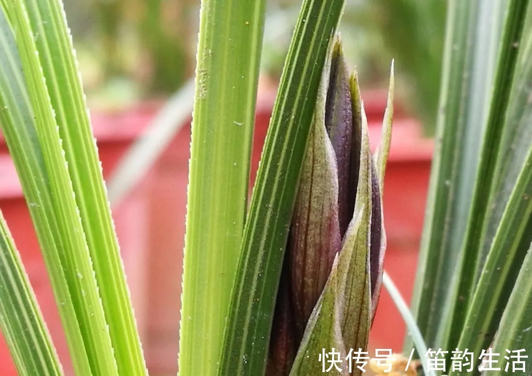 孕蕾|夏天太热，养兰花如果犯一个错，可能导致难孕蕾、不开花