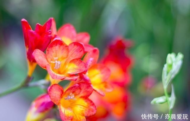 香喷喷|家里养盆“造香花”,香喷喷,省下买空气净化剂的钱