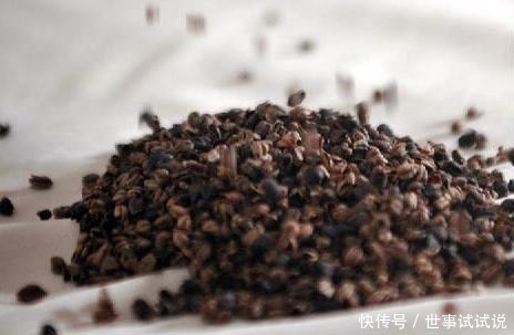 特色小吃|舌尖上的宁南——荞饼!