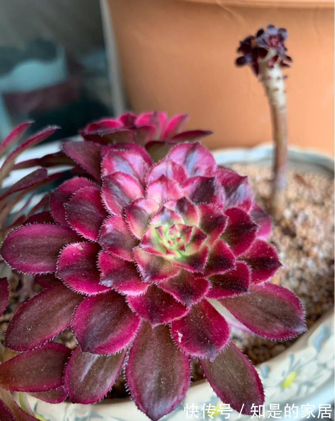 多肉|给花赶紧摘叶子，掐光后别浇水，立马又冒10个芽