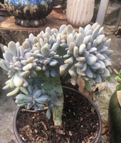 都在养“多肉”？那你见过养了15年的“胧月”，是什么样吗？