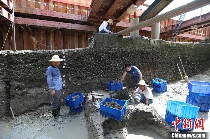 井头山发掘者孙国平：继续探寻人类8000年