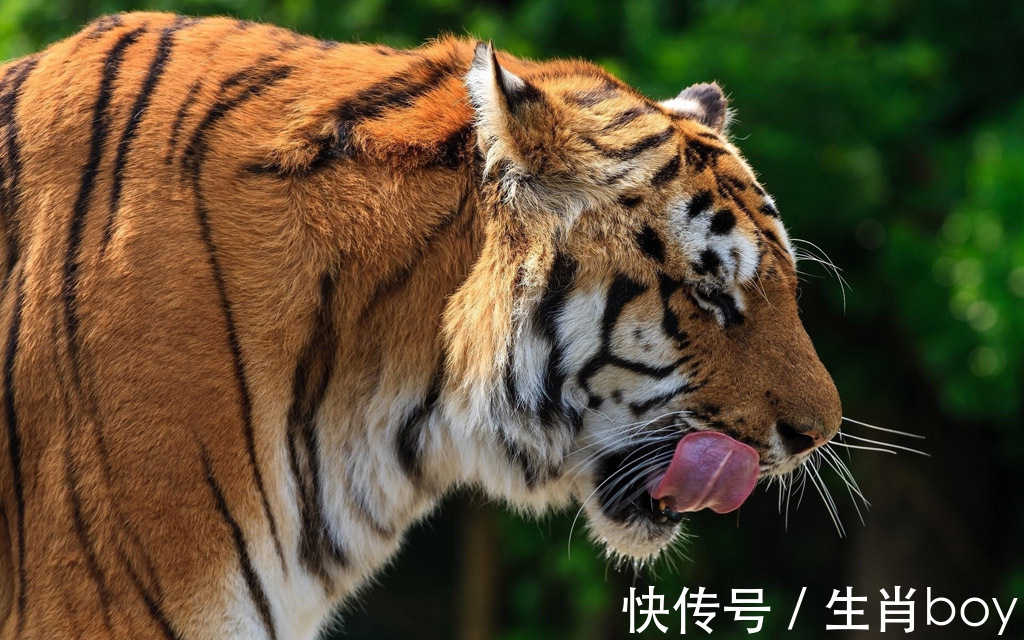 生肖|“贵人送事业,财神送财”!穷苦日子走到头,虎年变富人4个生肖