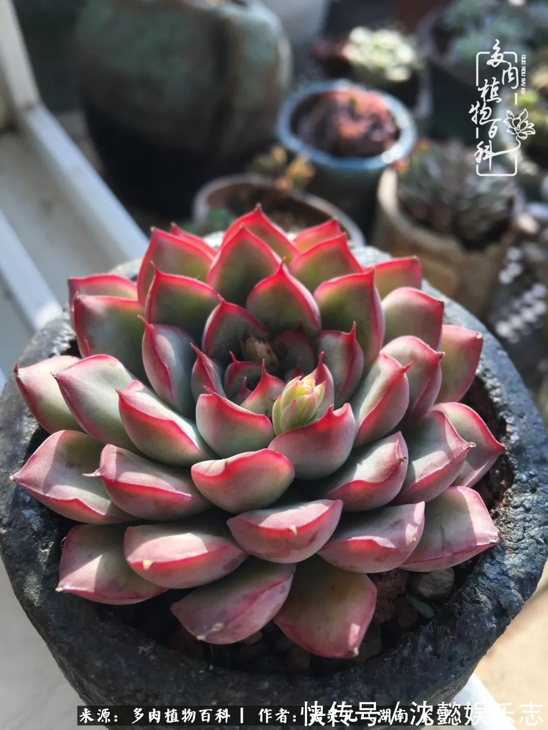 阳台党|邂逅多肉,爱折腾的阳台党,总能收获简单纯粹的快乐!