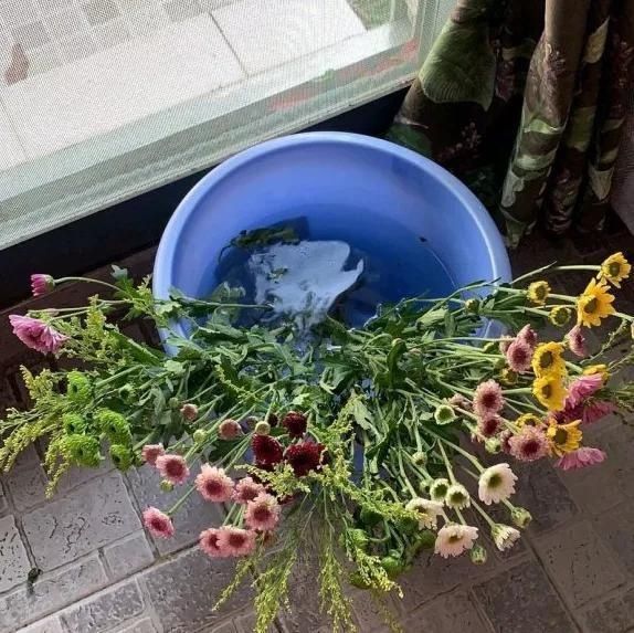 根壮|3种药片养花有“奇效”,浇水溶1片,叶绿根壮,比花肥厉害