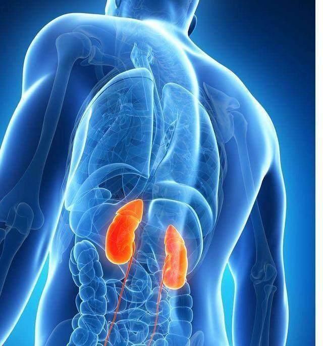 黑枣|肾透支了 这几种食物, 是肾脏的“发动机”, 让你越吃越有劲!