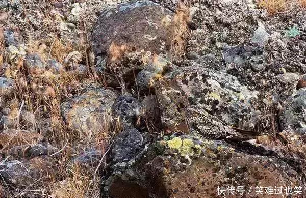 大脑|最新老年痴呆测试谁能在30秒内找出这只鹰,说明大脑还算年轻