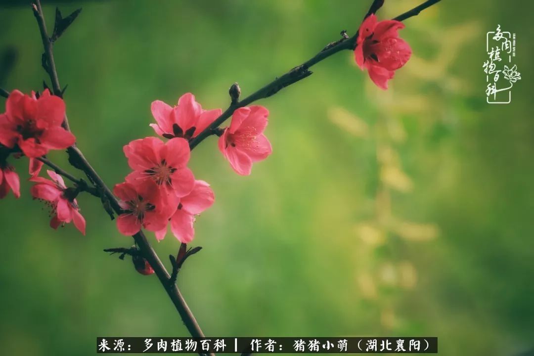 一花一世界,一肉一欢喜!遇见多肉,重新发现生活的美!