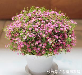 5种一次性花,好看好养开不久,年年开花年年养!