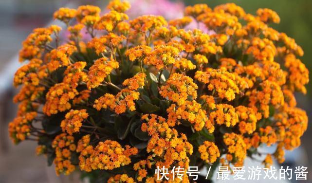 长寿花没长花苞，能不能剪？别剪，放个“大招”就可以了