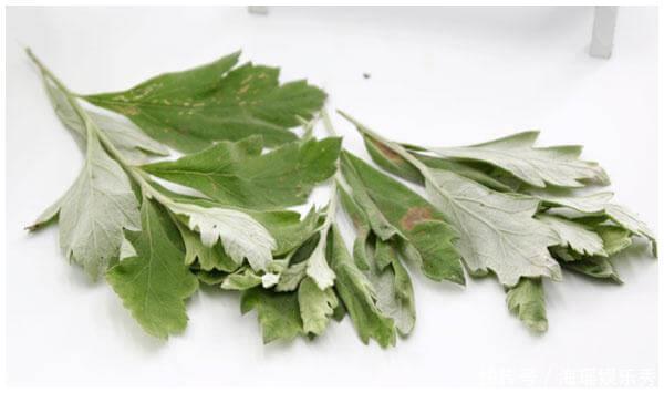 泡脚|家有三年艾,郎中不用来,艾叶怎么用效果才最好?很多人都在浪费