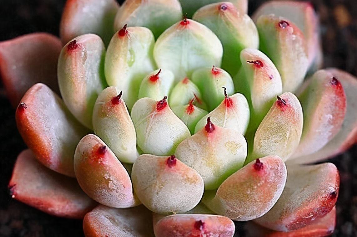 冬天养护多肉红爪,注意这四点,株型紧凑叶尖猩红更诱人