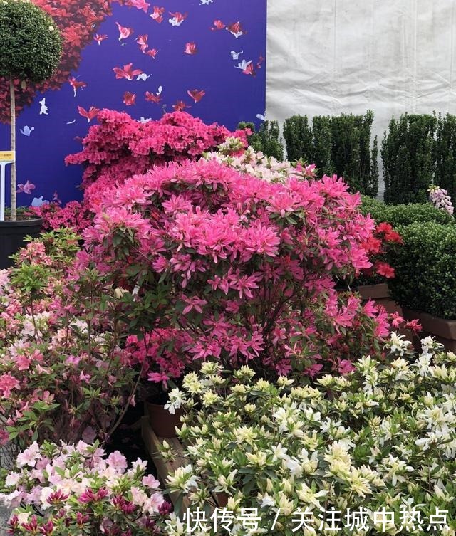 这花真是太难养了,买一盆死一盆,新手还是要谨慎!