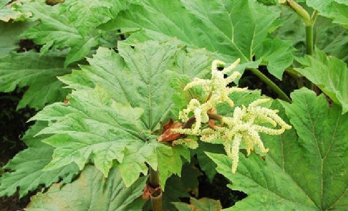 菠菜|农村一种像“菠菜”的野菜,俗称“金不换”,老中医的最爱