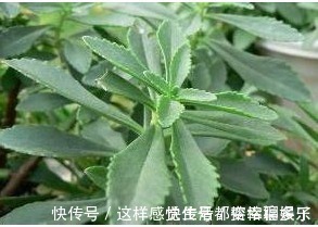 景天三七|以下几种野菜,能降血压血脂,消除咽喉发炎,超乎想象