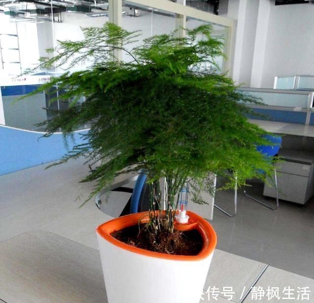 花根|给花喝点救命水,一夜冒芽绿油油,黄叶烂根全没了