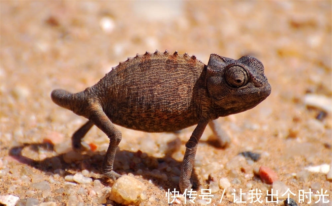 纳米晶体|变色不是为了“伪装”?而是交流和控制体温,动画片都是骗人的