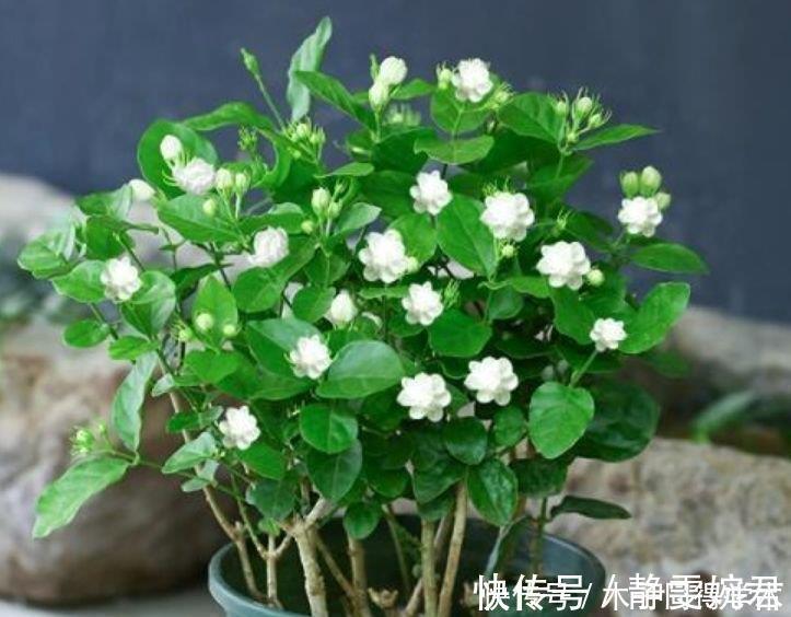 九里香|4种花是“开花大户”,家里养一盆,芳香四溢,年年长势旺