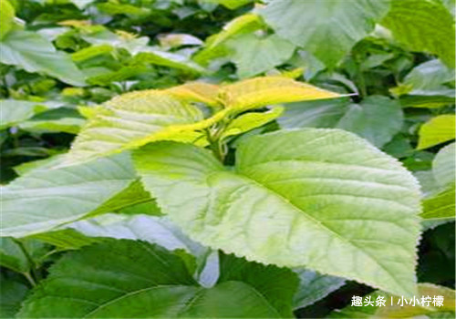 食物|女性过了40岁常吃的食物,清理血管,增强体质,排除毒素
