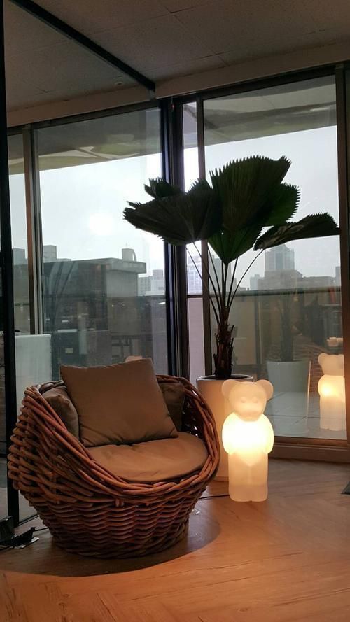 百合竹|这5种“客厅小森林”的绿植，好看又有森林感，家里满满in风