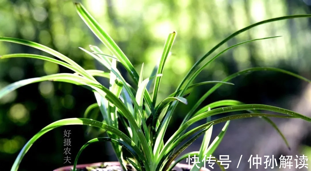 养兰花,比软腐病威胁更大的,是容易治好的炭疽病