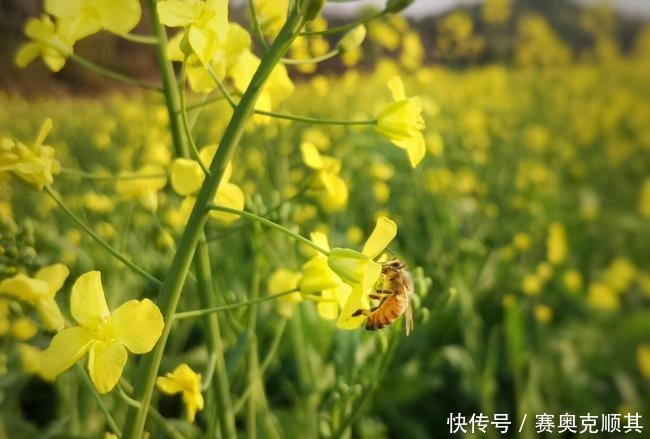 老年|初春的南方己是花花的世界了，春意盎然看美成啥样了？