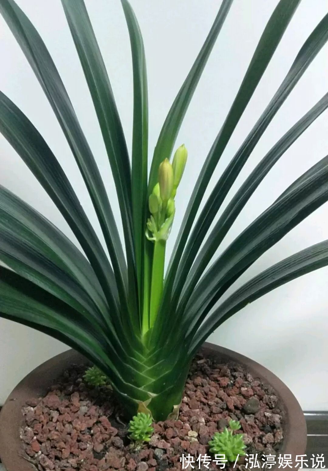 昼夜温差|谁说君子兰在夏季休眠不开花只需一招,照样开花爆盆红艳艳